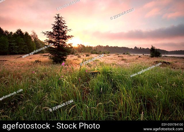 gold sunrise over meadow in summer, Drenthe, Netherlands