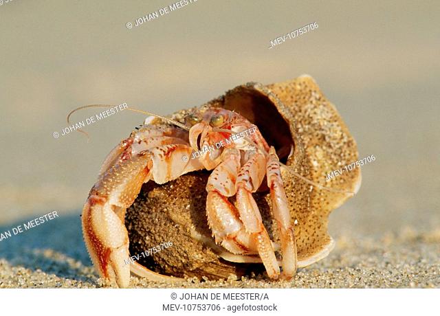 Hermit Crab (Pagurus bernhardus)