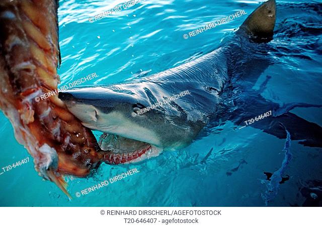 Biting Lemon Shark on the surface, Negaprion brevirostris, Bahamas, Atlantic Ocean