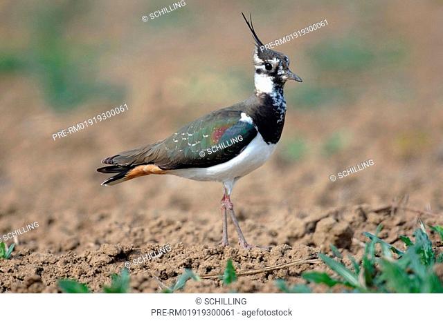 Northern lapwing on a field, Vanellus vanellus
