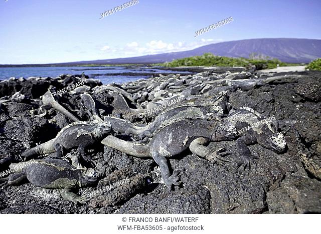 Group of Galapagos Marine Iguana warming up, Amblyrhynchus cristatus, Fernandina Island, Galapagos, Ecuador