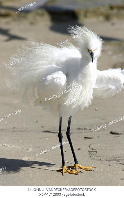 A Snowy Egret, Egretta thula, in breeding plummage being blown by the wind in Fort Myers Beach, Florida  Bad Hair Day