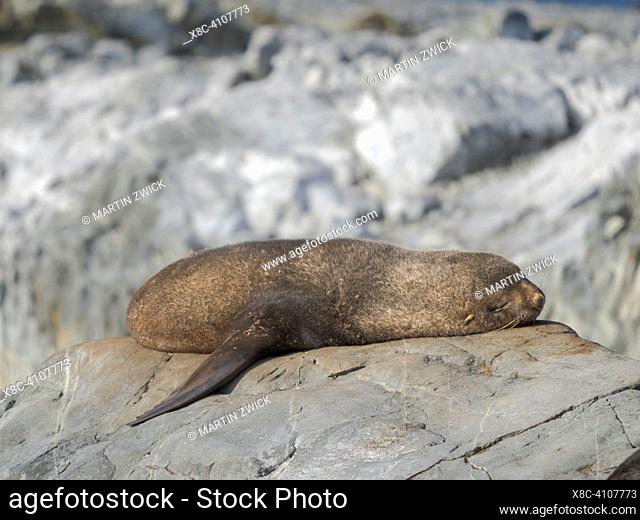 Antarctic Fur Seal (Arctocephalus gazella) on Hydrurga Rocks in Palmer Archipelago. Antarctica, February