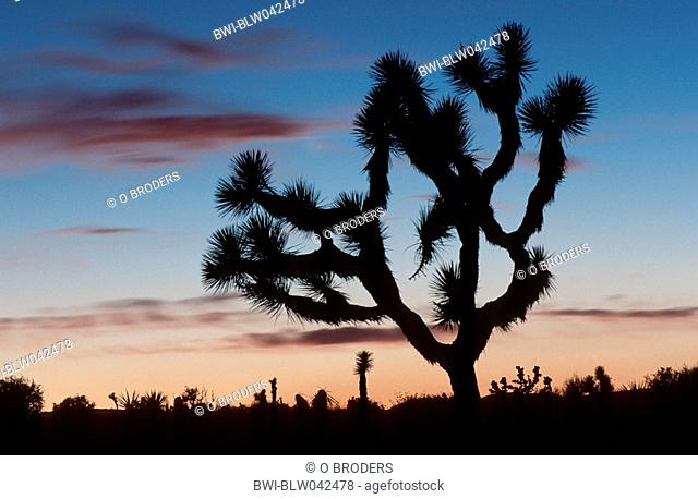 joshua tree Yucca brevifolia, silhouette of single tree after sunset, USA, California, Joshua Tree NP, California desert