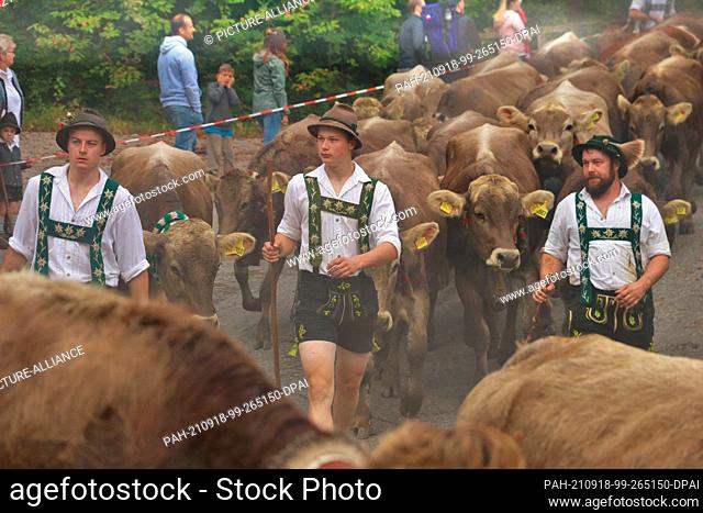 18 September 2021, Bavaria, Immenstadt: At the Viehscheid in Immenstadt in the Allgäu, mountain farmers bring their cattle back to the valley after a good...