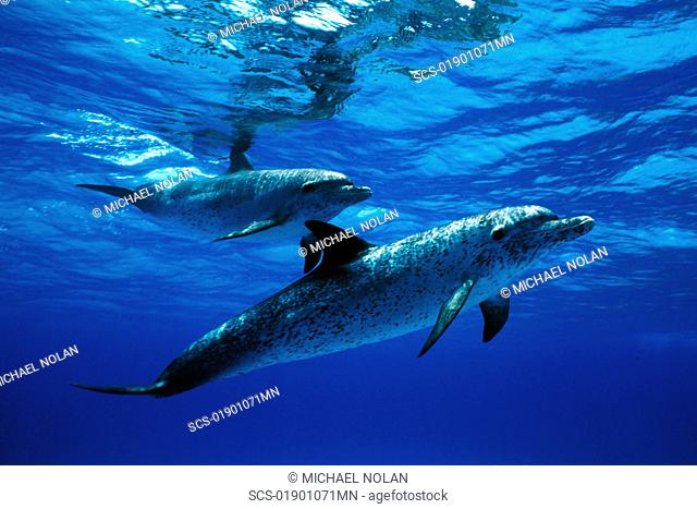 Atlantic Spotted Dolphin Stenella frontalis pair underwater on the Little Bahama Banks, Grand Bahama Island, Bahamas Resolution Restricted - pls contact us