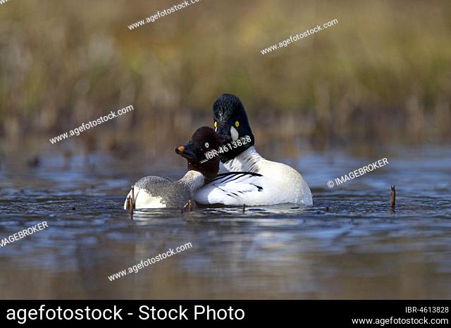 Common Goldeneye (Bucephala clangula), pair on water in front of copulation, male holding female by head feathers with beak, Kainuu, Finland, Europe