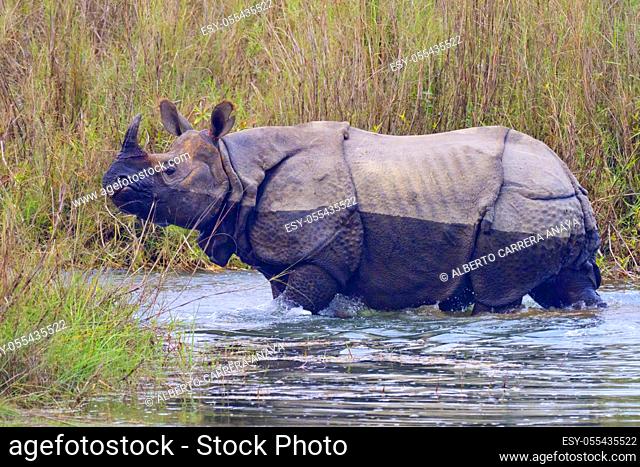 Greater One-horned Rhinoceros, Indian Rhinoceros, Asian Rhino, Rhinoceros unicornis, Wetlands, Royal Bardia National Park, Bardiya National Park, Nepal, Asia
