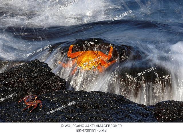 Red rock crab (Grapsus grapsus) on a rock in the surf, in front a young crab, Fernandina island, Galapagos, Ecuador