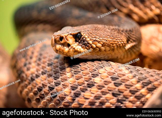 Diamondback rattlesnake is a pit viper species found in the southeastern United States