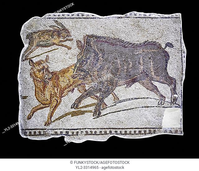 First half of the 3rd century AD Roman mosaic depiction a wild boar and hare hunt. From Hadrumetum (Sousse), Tunisia. The Bardo Museum, Tunis, Tunisia