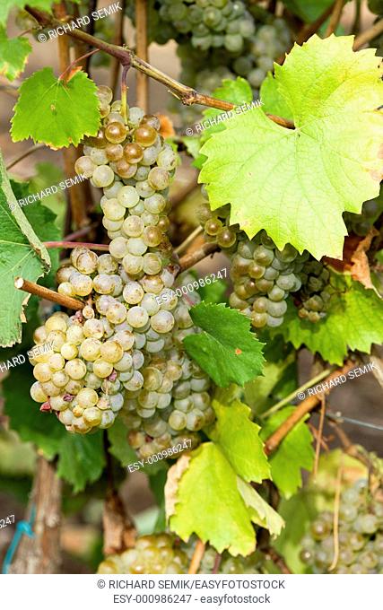 grapevines in vineyard, Czech Republic