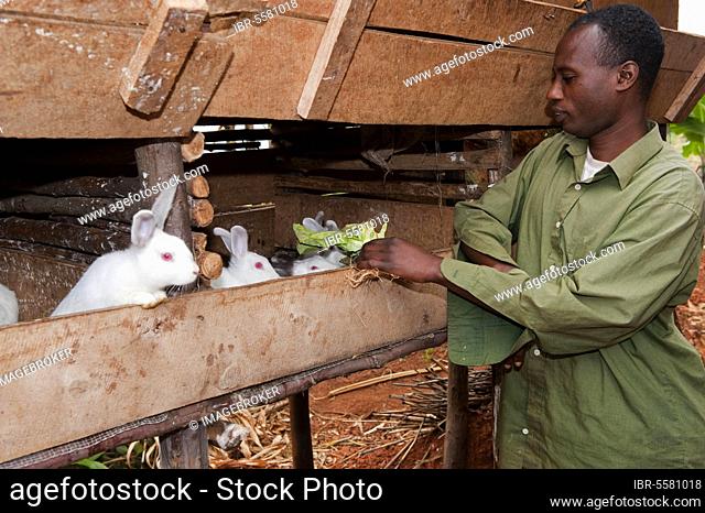 Rabbit breeding, man feeding albino rabbits in hutch, kept for meat, Rwanda, Africa