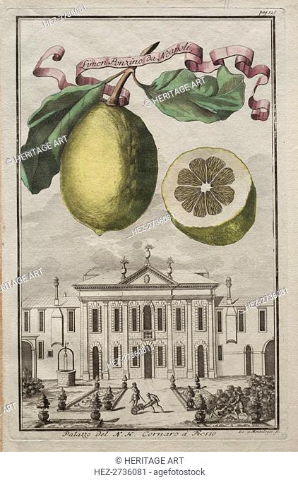 Nurnbergische Hesperides: No125 - Limon Ponzino da Neapoli. Palazzo del N. H. Cornaro à Fiesso, c170 Creator: Joseph de Montalegre (Hungarian); Johoann...