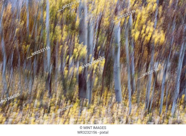 Blurred motion, a forest of aspen trees in autumn, straight white tree trunks, abstract