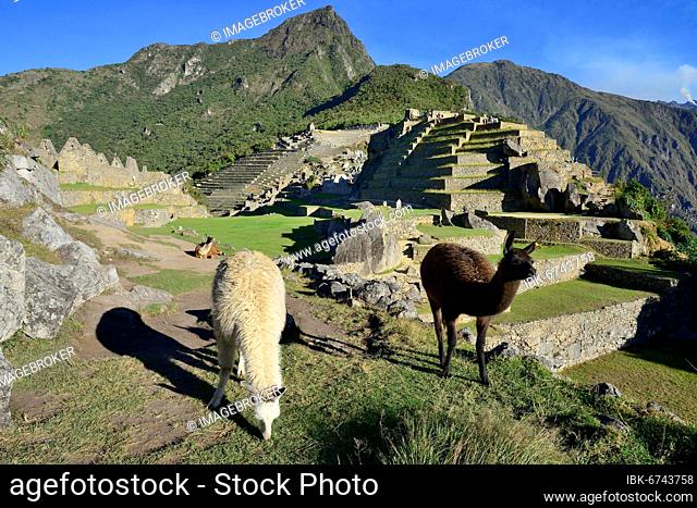 Llamas in the ruined city of the Incas, Machu Picchu, Urubamba Province, Peru, South America