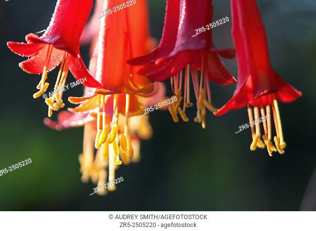 Trumpet-shaped blooms of coral honeysuckle (Lonicera sempervirens) are illuminated by a low beam of sunlight; Florida, USA