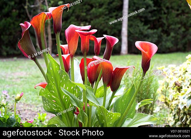 Calla lily or arum lily (Zantedeschia aethiopica) is a rhizomatous perennial plant native to southern Africa. It is highly prized in gardening with a wide...