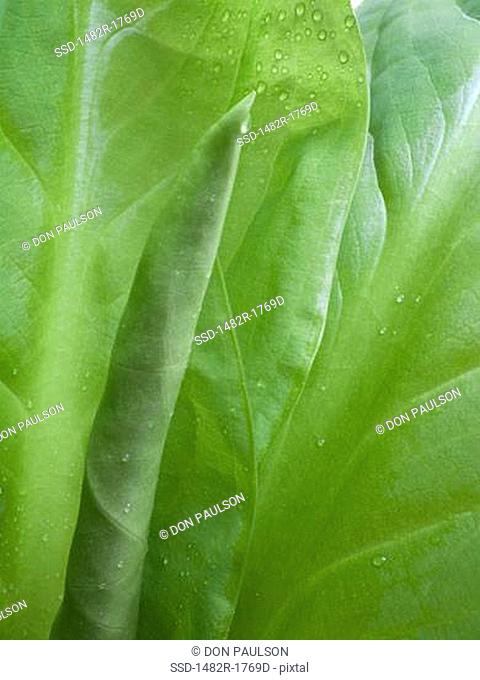 Leaf of a skunk cabbage Lysichiton americanus