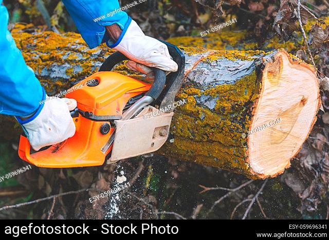 Close up of a lumberjack cutting old wood with a chainsaw