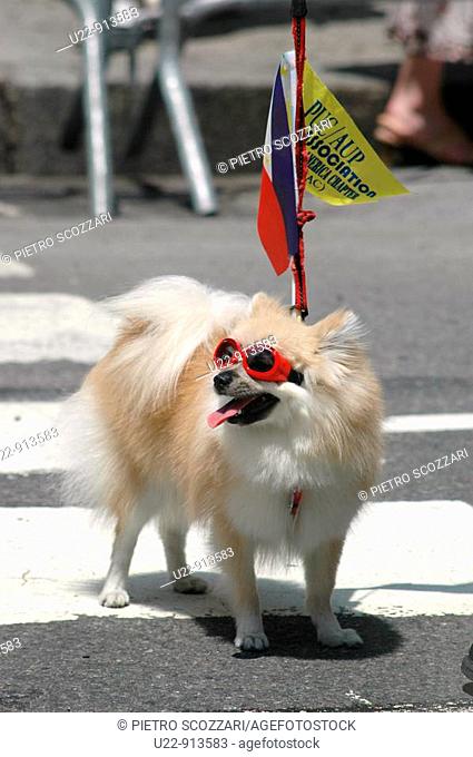 New York City (USA): dog at the Philippine Independence Day Parade