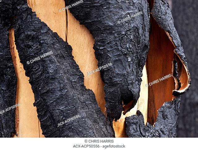 burn't pine tree in the Cariboo Chilcotin region of British Columbia Canada