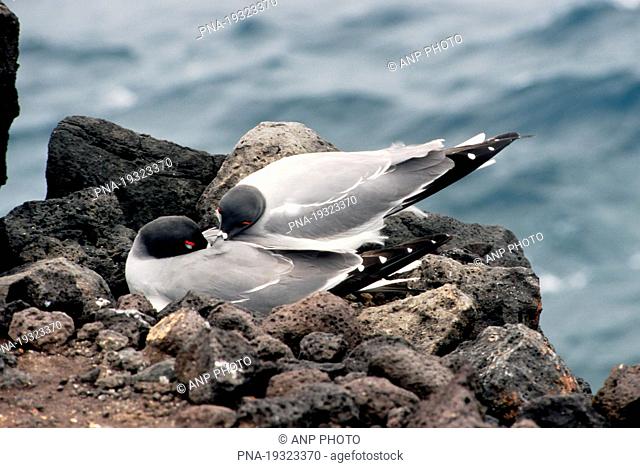 Swallow-tailed Gull Creagrus furcatus - Galapagos Islands, Ecuador, South America