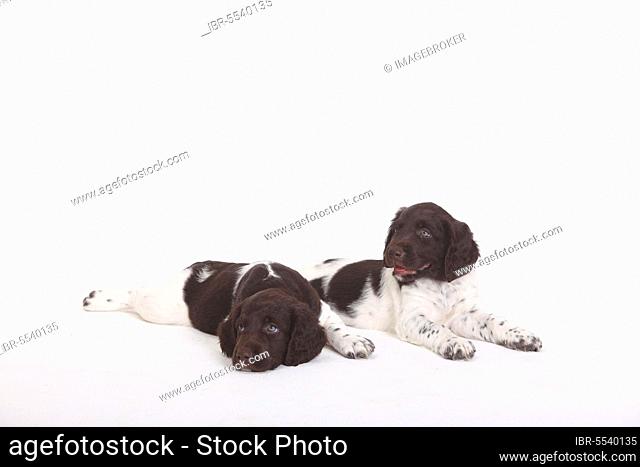 Small Munsterlander, puppies, 7 weeks, Small Munsterlander