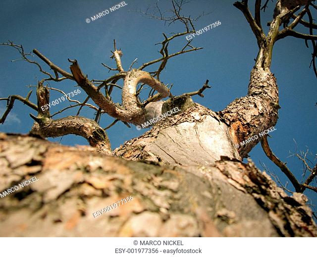 savanne diseased trees