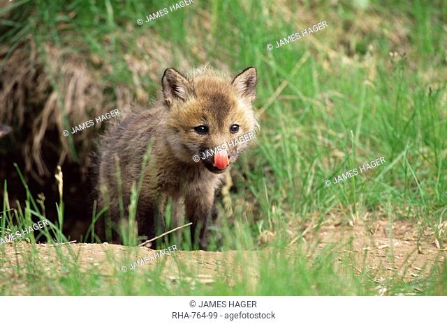 Red fox kit Vulpes fulva, 47 days old, in captivity, Sandstone, Minnesota, United States of America, North America