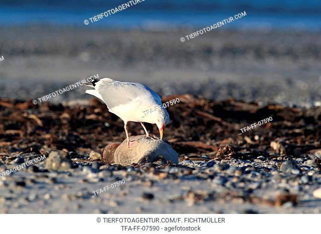 gull eats dead common seal