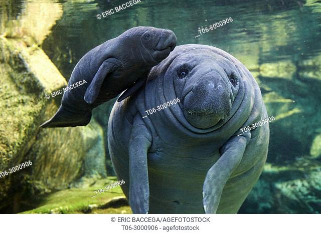 Caribbean manatee or West Indian manatee mother with baby, 2 days old (Trichetus manatus) captive, ZooParc Beauval, France