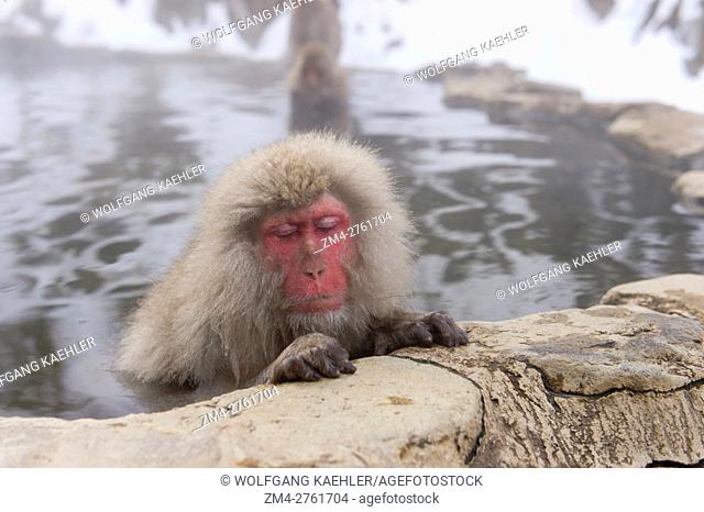 Portrait of a Snow monkey (Japanese macaques) sitting in the hot springs at Jigokudani on Honshu Island, Japan