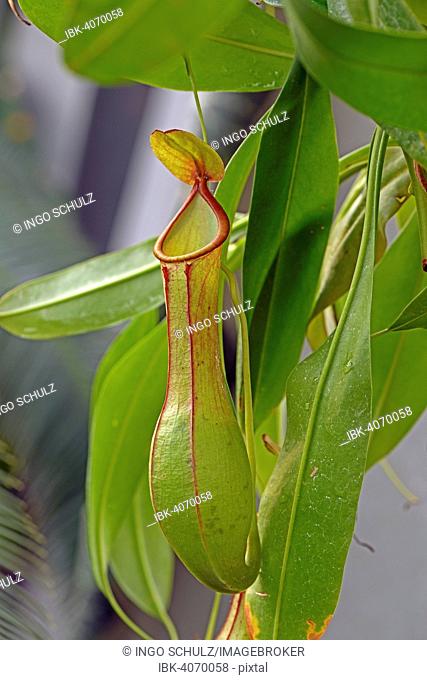 Winged Pitcher Plant (Nepenthes alata), Philippines