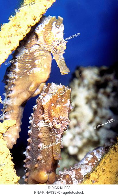 Lined Seahorse Hippocampus erectus