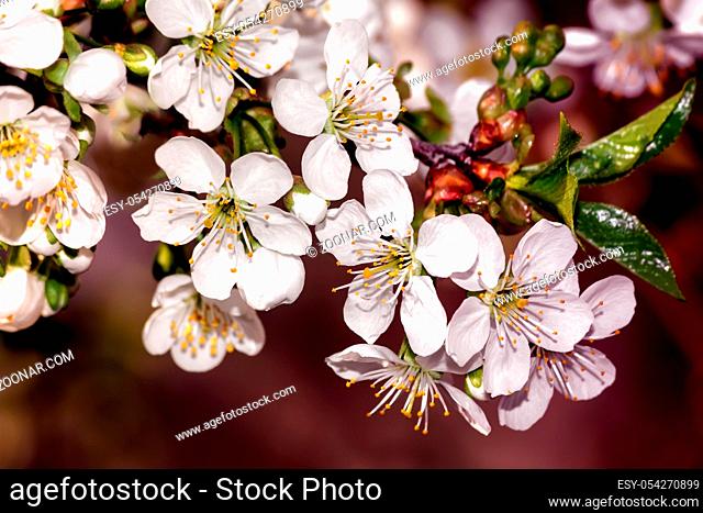 Branch of cherry blossoms with a lot of white flowers