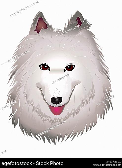 vector purebred fluffy white Samoyed dog smiles. vector illustration eps 10