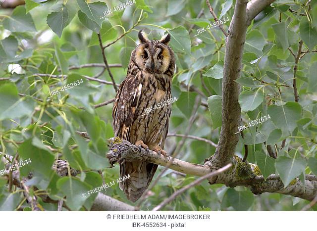 Long-eared owl (Asio otus) sitting on a tree branch, Apetlon, Neusiedlersee - Seewinkel National Park, Burgenland, Austria