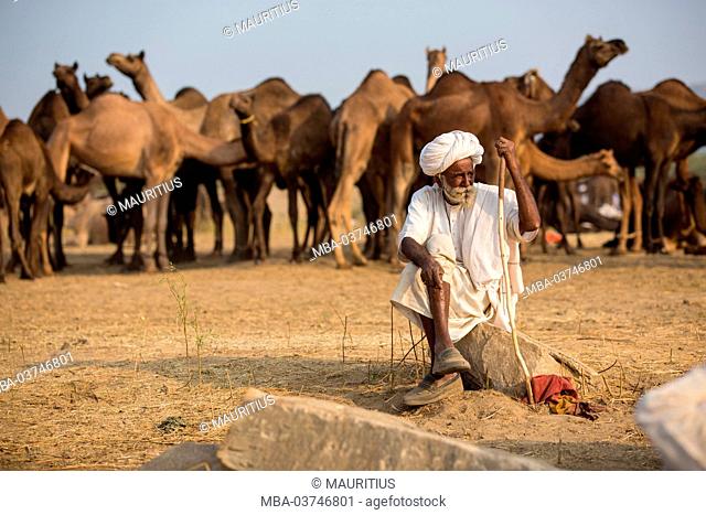 old shepherd with white headscarf, herd of camels, Rajasthan, Pushkar, India