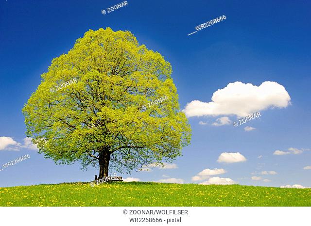 single big linden tree at spring