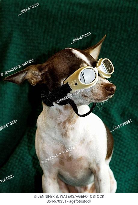 An adult male Chihuahua wearing goggles