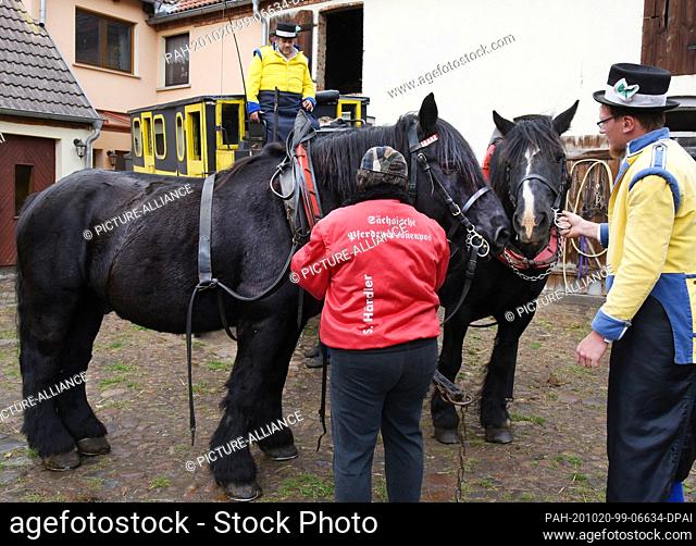 10 October 2020, Saxony, Bad Düben: Before leaving by stagecoach, Landauer and vis-a-vis coach, the horses are harnessed up on the farm of Siegfried Händler and...