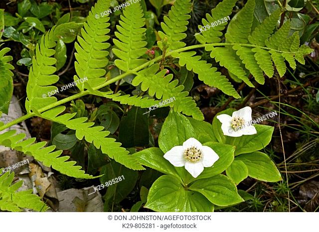 Bunchberry Cornus canadensis Flowering plants with fern frond