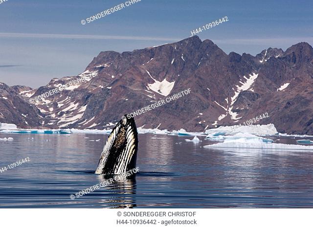 Whale watching, whale observation, humpback whale, Greenland, East Greenland, whale, whales, icebergs