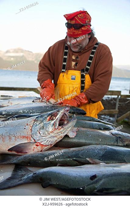 Seward, Alaska - A sport fishing guide cleans and fillets fish caught by his clients during a fishing trip in the Gulf of Alaska