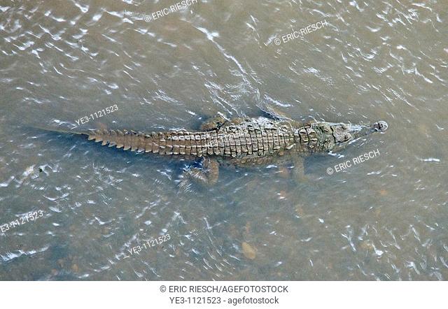 American Crocodile Crocodylus acutus shot from above in Costa Rica river