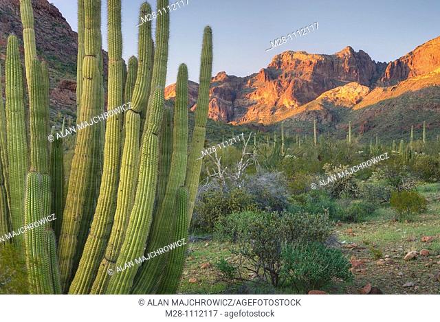 Organ Pipe Cactus Stenocereus thurberi, Organ Pipe Cactus National Monument Arizona