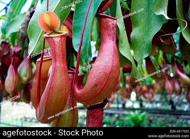 Tropical pitcher plant this plant is a carnivore and eats insects
