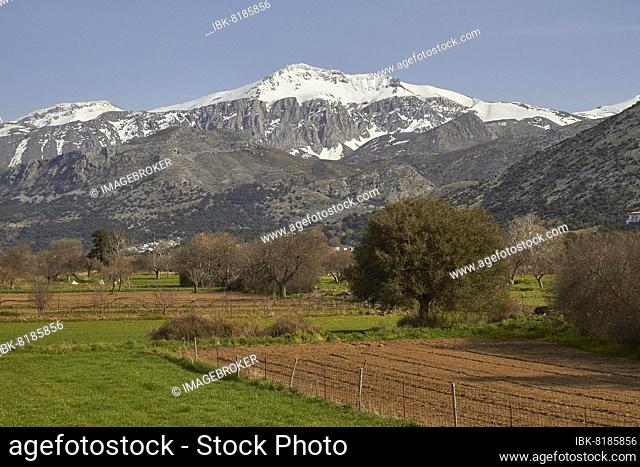 Spring in Crete, plateau, meadow, field, trees, snow-capped mountains, blue sky, Dikte Massif, Lassithi, East Crete, island of Crete, Greece, Europe