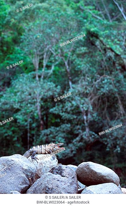 spiny-tailed iguana, greater spinytail iguana Ctenosaura similis, sitting on stones, Costa Rica